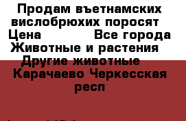 Продам въетнамских вислобрюхих поросят › Цена ­ 2 500 - Все города Животные и растения » Другие животные   . Карачаево-Черкесская респ.